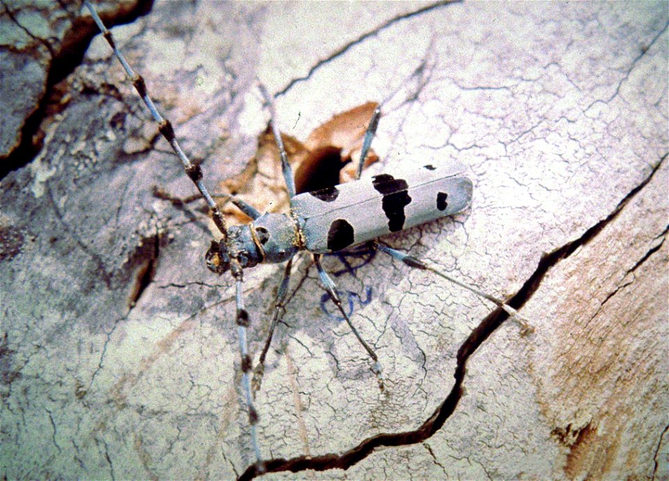 Rosalia alpina on the hole, he came out