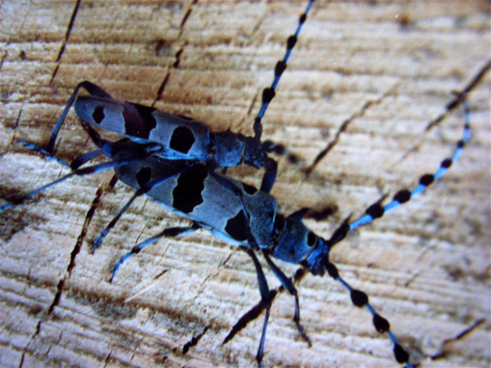 Rosalia alpina bei der Paarung