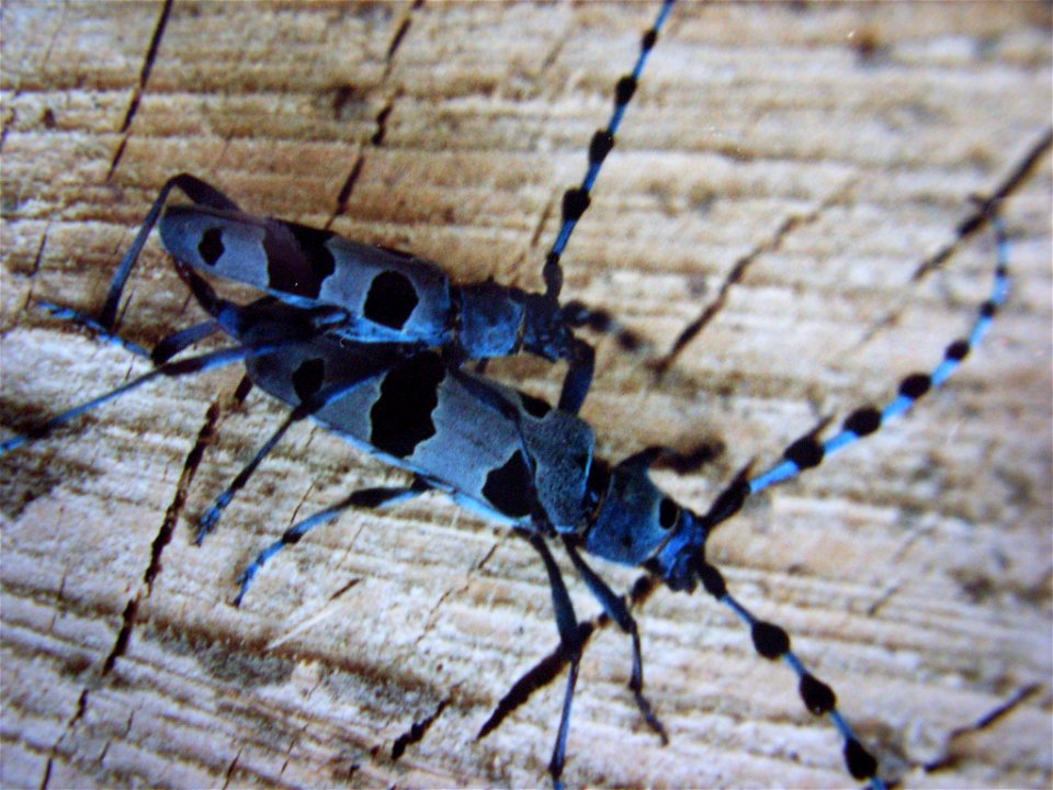 Rosalia alpina bei der Paarung photo