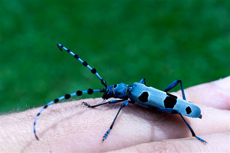Photograph Rosalia alpina (Alpine longhorn beetle) taken in August 2020 at Debelo brdo mountain house, Valjevo region, Republic of Serbia.