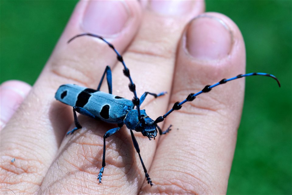Photograph Rosalia alpina (Alpine longhorn beetle) taken in August 2020 at Debelo brdo mountain house, Valjevo region, Republic of Serbia.