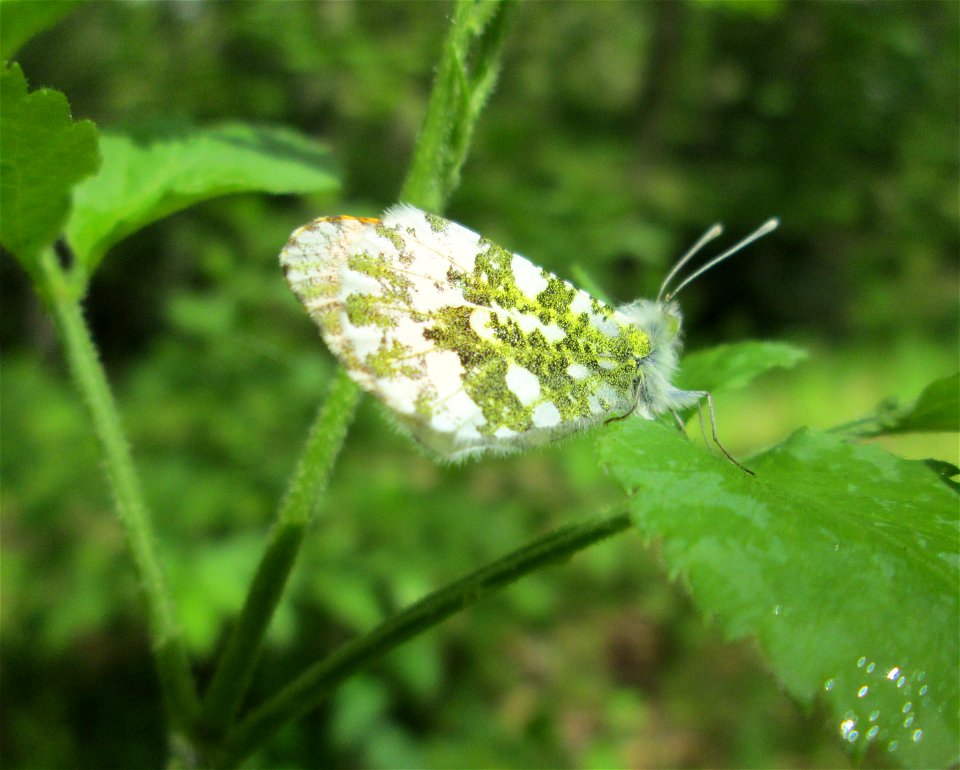 Weibchen vom Aurorafalter (Anthocharis cardamines) im Landschaftsschutzgebiet „Drahtzugweiher und das Habsterwiesental“ in Alt-Saarbrücken