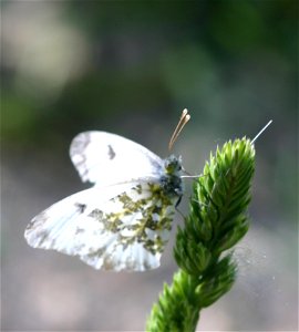 Anthocharis cardamines - Aurorafalter - Toskana, Lucignano d'Asso - 20.05.2005 photo