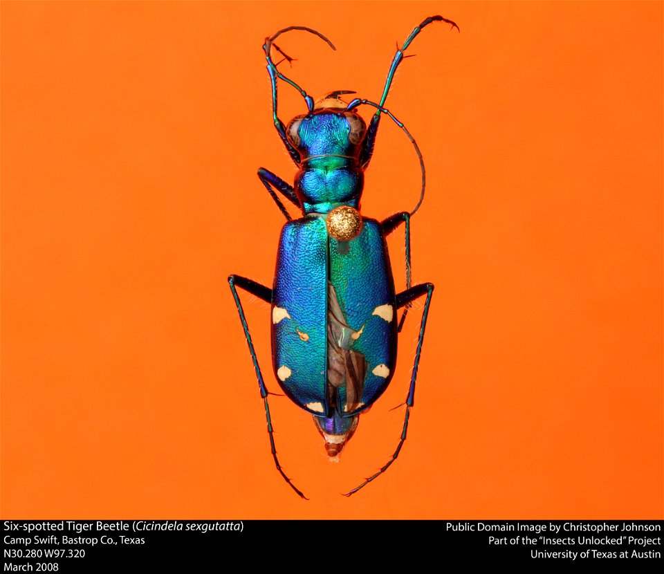 Six-spotted Tiger Beetle (Cicindela sexgutatta) Camp Swift, Bastrop Co., Texas N30.280 W97.320 March 2008 Public Domain image by Christopher Johnson Part of the "Insects Unlocked" Project University photo