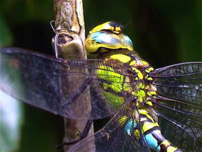 Very close up view of the head and back of a Southern Hawker dragonfly, Aeshna cyanea. This photo was taken in early September in France, some distance away from any water. photo