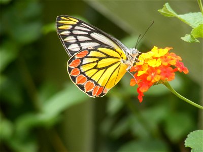 common jezebel photo