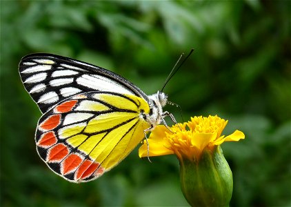 The Common Jezebel (Delias eucharis) is a medium sized pierid butterfly found in many areas of South and Southeast Asia, especially in the non-arid regions of India, Sri Lanka, Myanmar and Thailand. T photo