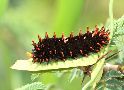 Caterpillar on Aristolochia indica plant