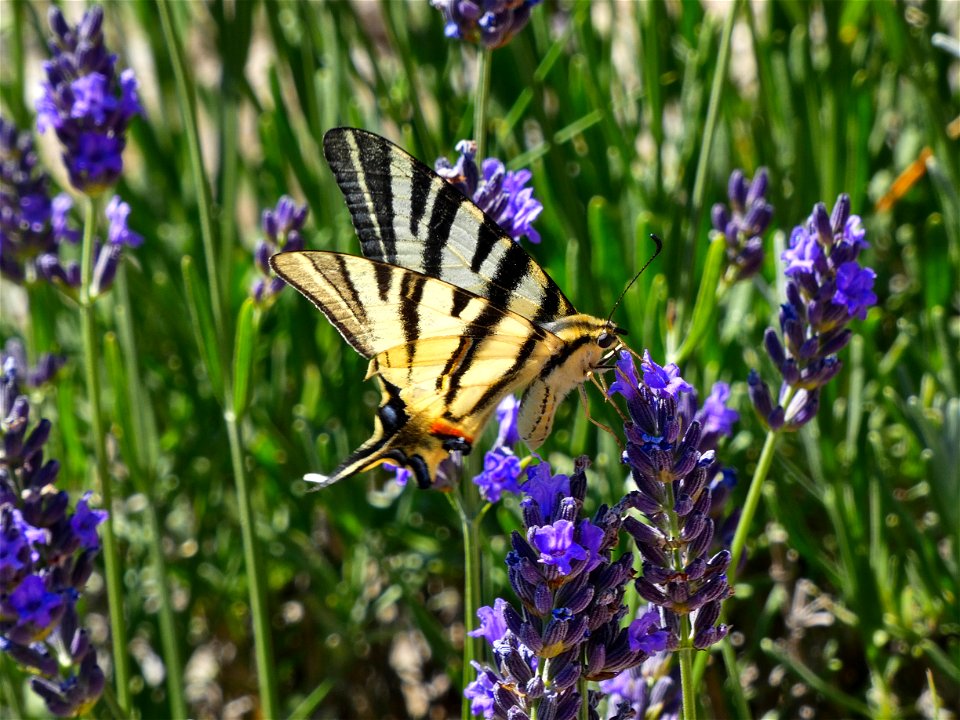 Photo of a yellow butterfly with black stripes in lavander.
Taken in Cévennes, France, with a Lumix FZ-82.