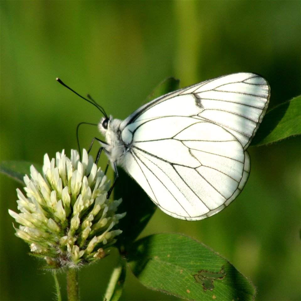 Baumweißling (Aporia crataegi), Toskana, Lucignano d'Asso (Bagnacci), 27.05.2005