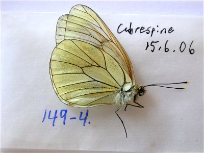 FRANCE. Languedoc, Aude, Cabrespine, Sys Bio 2008, PRS 2009, PRS 2012, Phylogenomics, Lepidoptera, <a href="http://nymphalidae.utu.fi/story.php?code=NW149-4" rel="nofollow">see in our databa photo