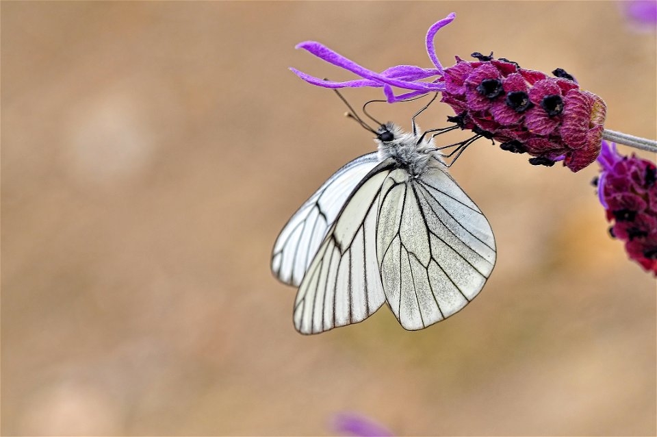Aporia crataegi - Blanca del majuelo