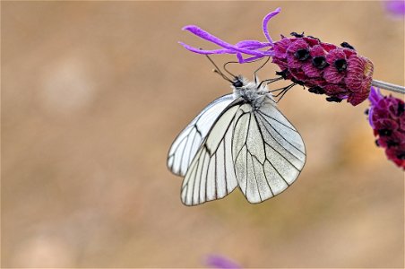 Aporia crataegi - Blanca del majuelo photo