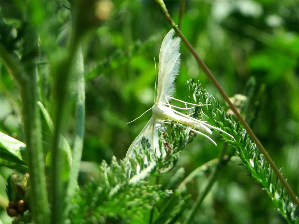 Federgeistchen (Pterophorus pentadactyla) beim Insultheimer Hof im Landschaftsschutzgebiet „Hockenheimer Rheinbogen“