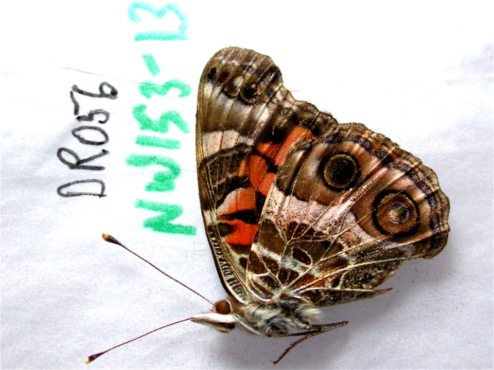 DOMINICAN REPUBLIC. Pedernales, Parque Nacional Sierra de Bahoruco, SystEnt 2011, <a href="http://nymphalidae.utu.fi/story.php?code=NW153-13" rel="nofollow">see in our database</a> photo