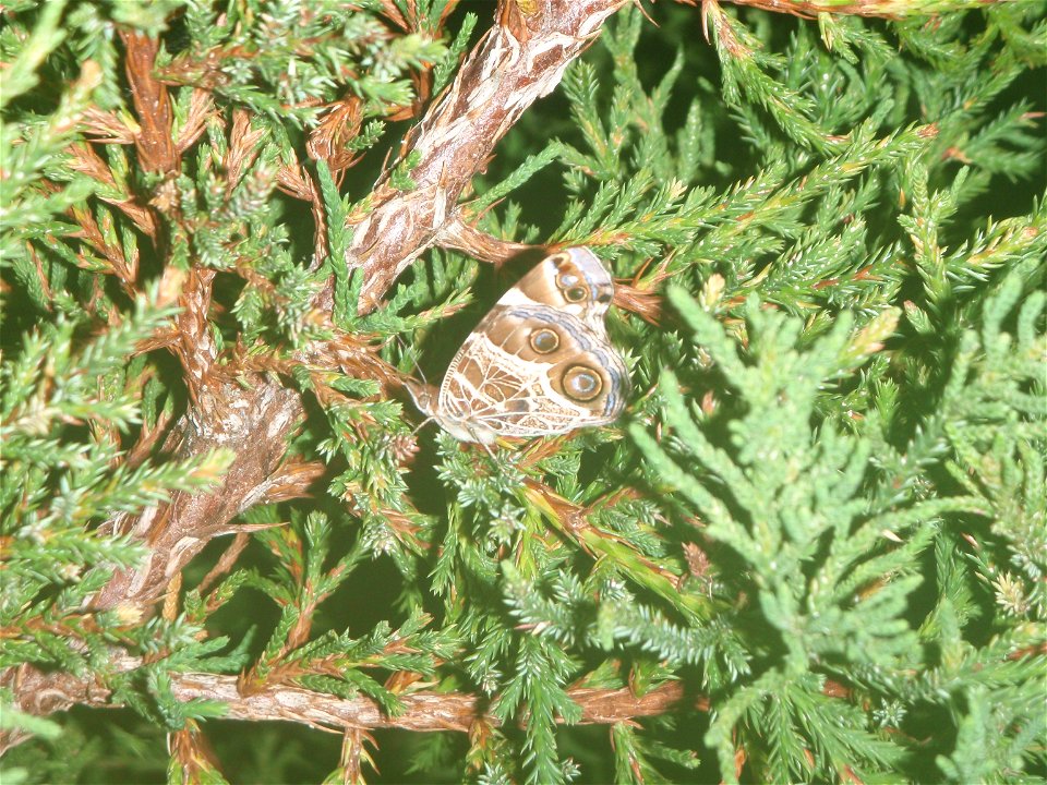 Bermuda Cedar showing needle structure from branch with butterfly. Photo taken 2009-06-25 in St. David's St. George's Parish, Bermuda. photo