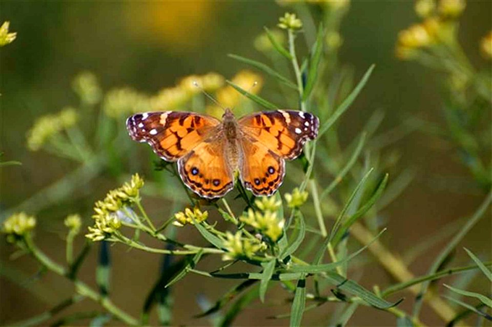 Image title: Vanessa virginiensis American painted lady on flower Image from Public domain images website, http://www.public-domain-image.com/full-image/fauna-animals-public-domain-images-pictures/ins photo