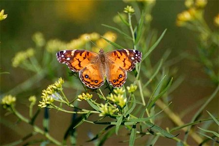 Image title: Vanessa virginiensis American painted lady on flower Image from Public domain images website, http://www.public-domain-image.com/full-image/fauna-animals-public-domain-images-pictures/ins photo