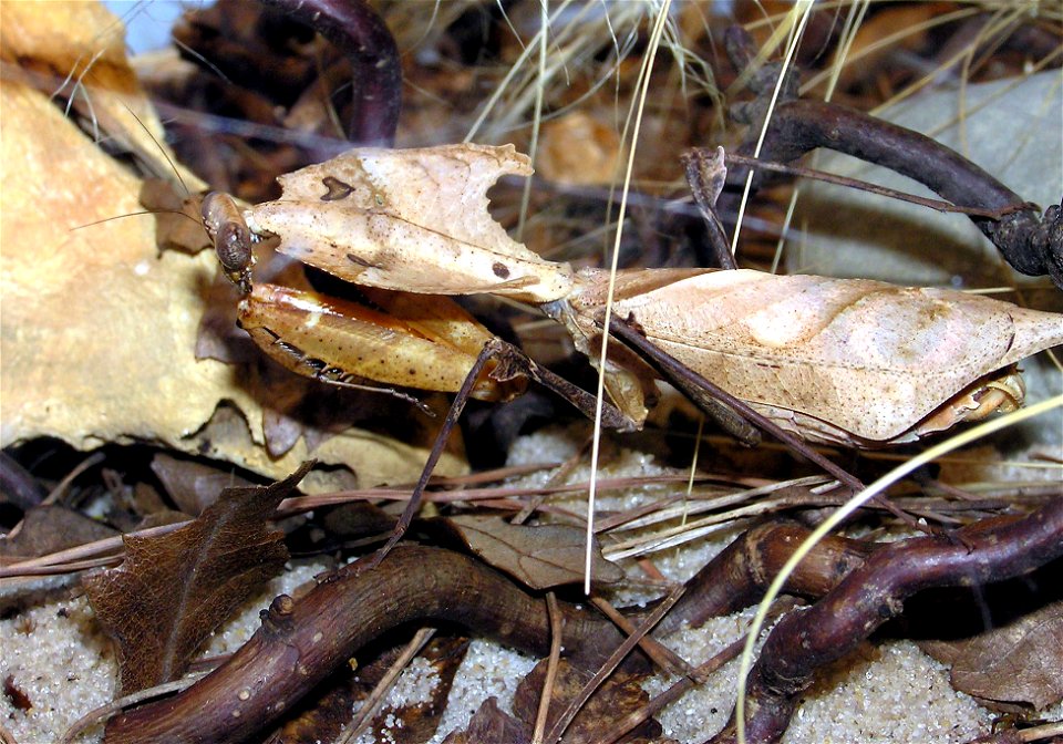 Dead leaf mantis (Deroplatys desiccata) at Bugworld in Bristol Zoo, Bristol, England. If alarmed it lies motionless on the rainforest floor, disappearing among the real dead leaves. It eats other ani photo