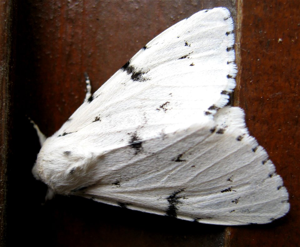 weisser Schmetterling, aufgenommen in Niklasdorf