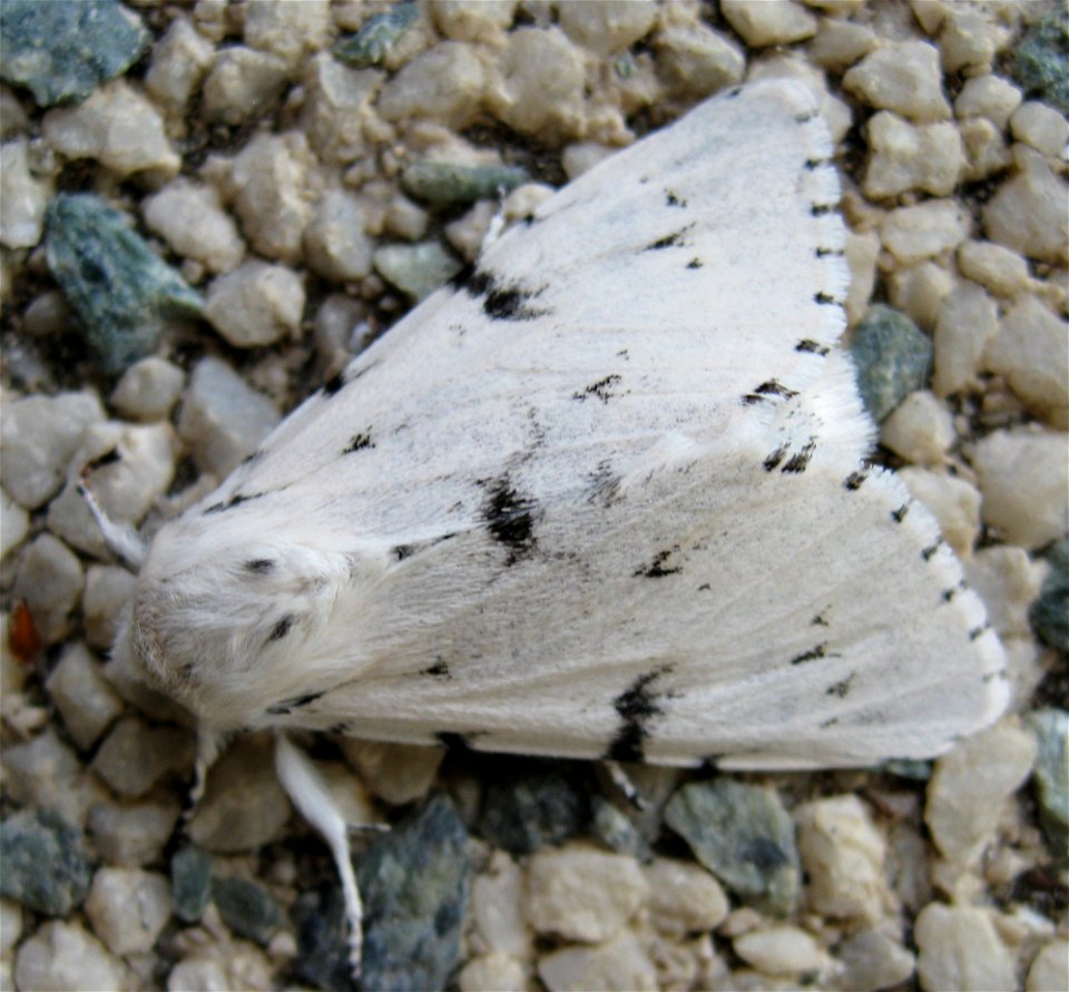weisser Schmetterling, aufgenommen in Niklasdorf