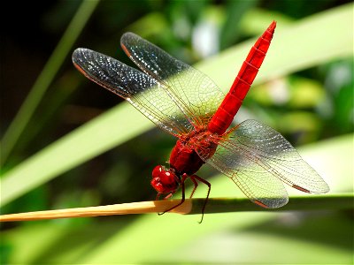 The dragonfly Crocothemis erythraea. Made with Ricoh Caplio R6 macro 200mm photo