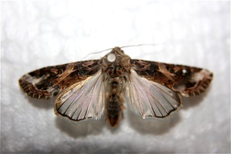Yellow-striped Armyworm Moth, Spodoptera ornithogalli caught in Portage, MI.