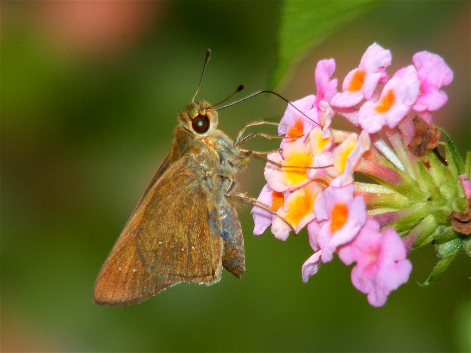 Small Branded Swift_Pelopidas mathias