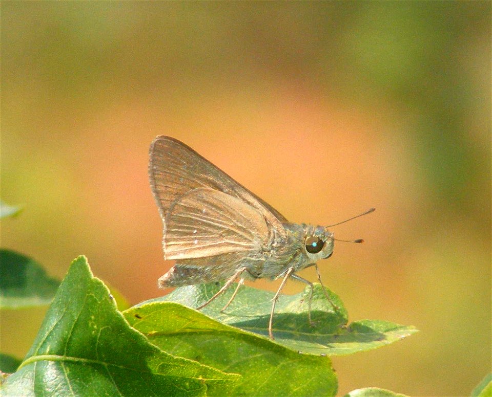 Small Branded swift _Pelopidas mathias