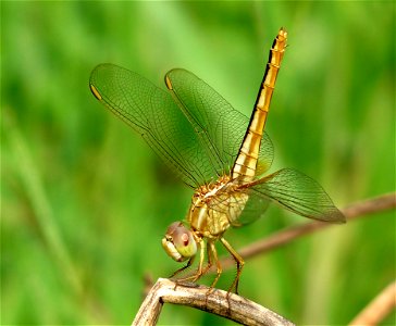 Crocothemis servilia female
Crocothemis servilia, Ruddy Marsh Skimmer (Scarlet Skimmer), is a species of dragonfly of the family Libellulidae, native to East and Southeast Asia. 
The fully adult male 