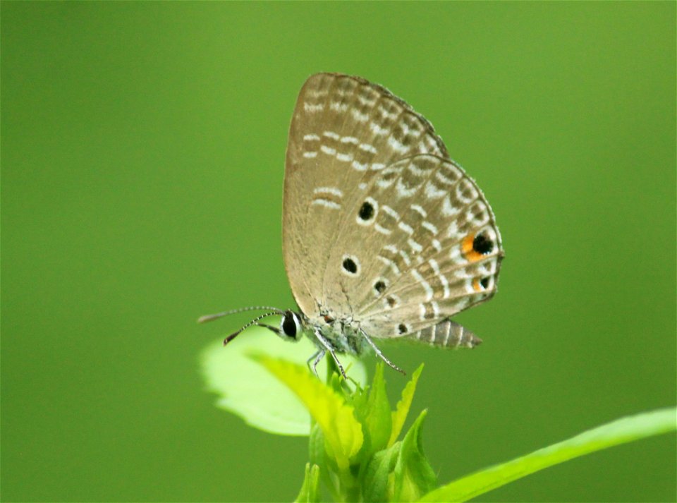 Chilades pandava (Horsfield, [1829]) – Plains Cupid