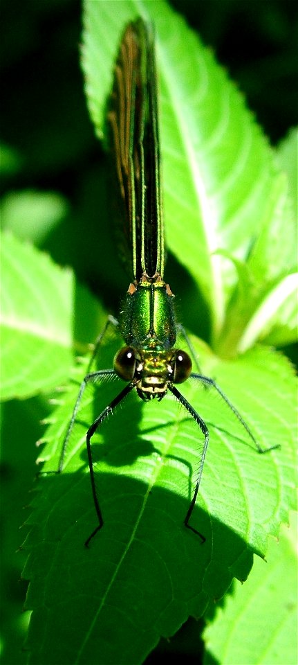 Blaufluegel-Prachtlibelle-Maennchen