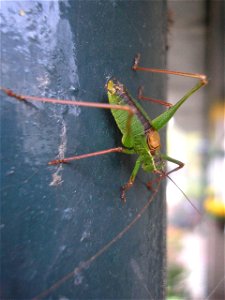 Speckled bush-cricket (Leptophyes punctatissima), male.Location: Hengelo, Overijssel, NetherlandsKeywords: man, mascula photo