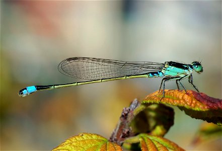 Common Bluetail, a widespread damselfly in Africa, the Middle East, Southern and Eastern Asia. photo