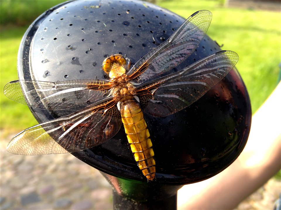 A female libellula depressa sitting on the head of a watering can