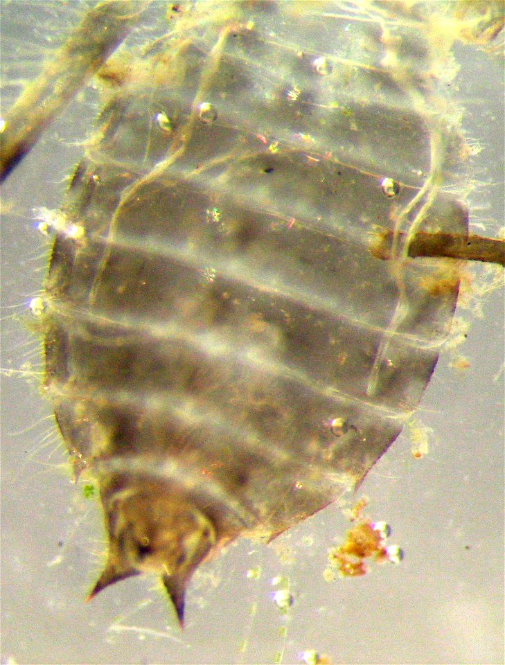 Exuvia of a larva of a dragonfly. About 8 mm long. Location: 11 week old garden pond in Munich, Germany. Photographed with a digital consumer Camera through the okkular of a stereo microscope.  Accord