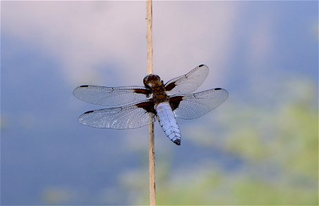 Plattbauch rastend photo