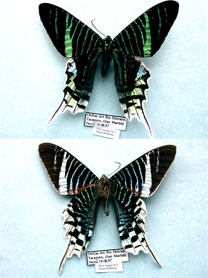 PERU.  San Martin, Tarapoto, Shilcayo,  PRS 2005, Sys Bio 2008,  Phylogenomics, Lepidoptera,  <a href="http://nymphalidae.utu.fi/story.php?code=NW96-7" rel="nofollow">see in our database</a&g