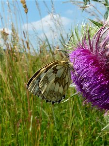 Schmetterling im Jagsttal bei Hohebach photo
