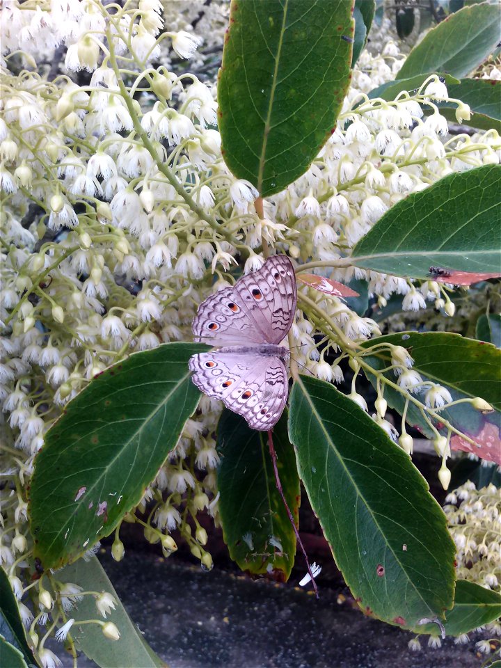 Beautiful Butterfly Sit In flowers.