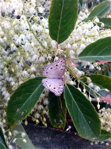 Beautiful Butterfly Sit In flowers.