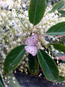 Beautiful Butterfly Sit In flowers. photo