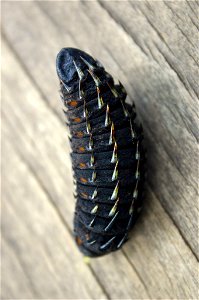 Bunaea alcinoe larva, Johannesburg garden, South Africa