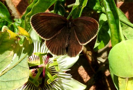 Ringlet butterfly photo