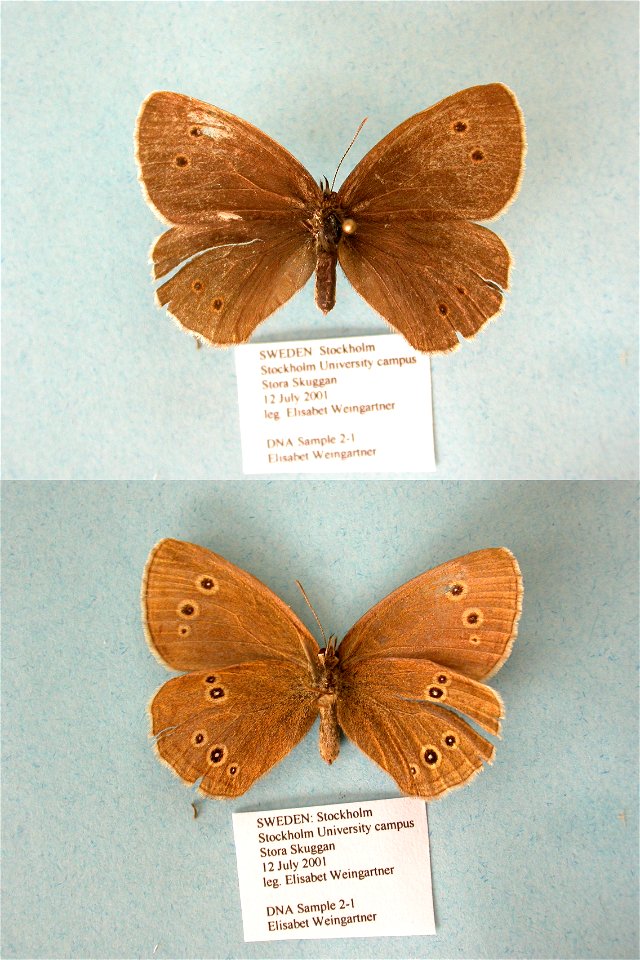 SWEDEN.  Stora Skuggan, Frescati, Stockholms Universitet,  MPE 2006, PRS 2009, ZJLS 2011,  Exemplar,  <a href="http://nymphalidae.utu.fi/story.php?code=EW2-1" rel="nofollow">see in our database&