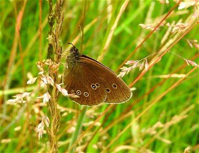 Ringlet butterfly at rest