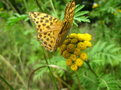 Kaisermantel (Argynnis paphia) bei Kennfus photo