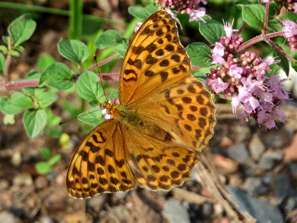 Kaisermantel (Argynnis paphia) im Naturschutzgebiet „Steinbachtal / Netzbachtal“