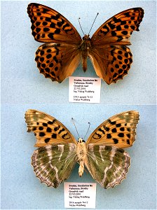 SWEDEN.  Vallentuna, StockholmslÃ¤n,  MPE 2003, Cladistics 2003, PRS 2005, ISE 2006, Sys Bio 2008, PRS 2009, PRS 2012,  Phylogenomics, Exemplar, PBStest,  <a href="http://nymphalidae.utu.fi/story.p