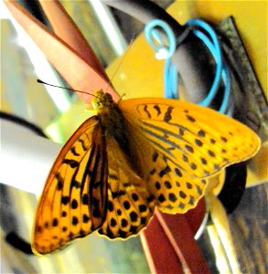 Motýl v Podkomorských lesích. Česká republika, jižní Morava photo
